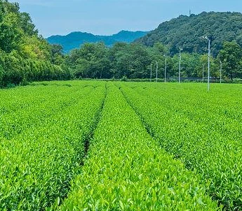 info-1-1 Jasmine Dragon Pearl Tea