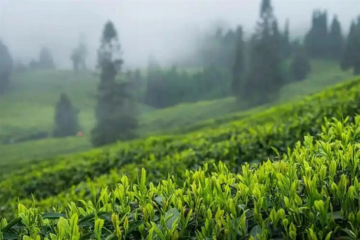 Jasmine Xiang Luo Tea